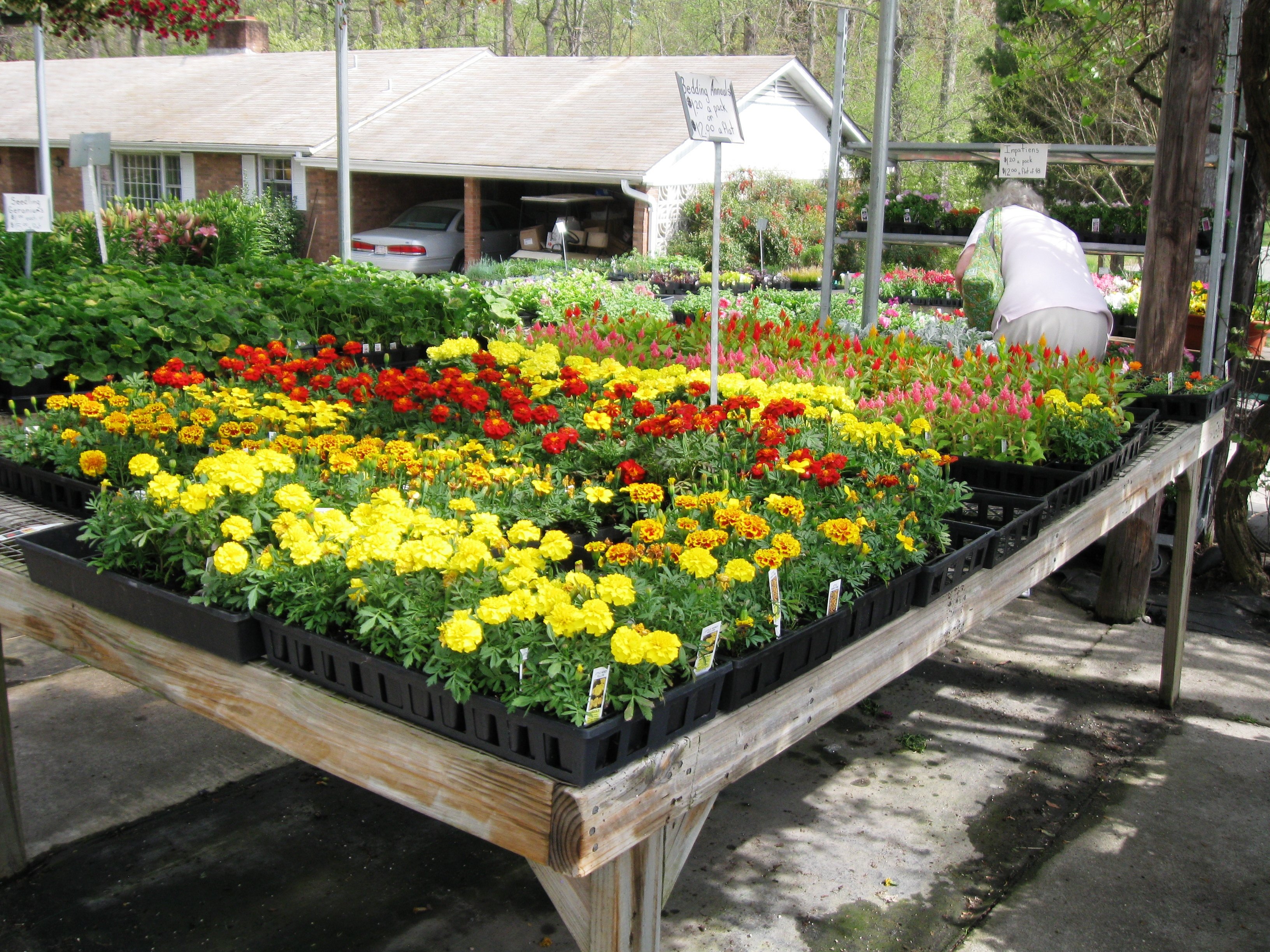 Bedding Plants WinstonSalem, NC & Clemmons, NC Annuals